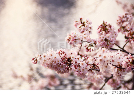 水面と桜 27335644