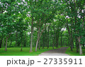 新緑の林 27335911