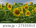 名寄ひまわり畑 27335913