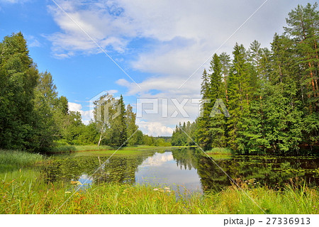 Landscape forest river overgrown with water lilies Landscape forest river overgrown with water lilies 27336913