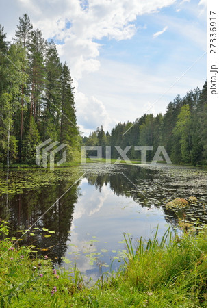 Landscape forest river overgrown with water lilies Landscape forest river overgrown with water lilies 27336917