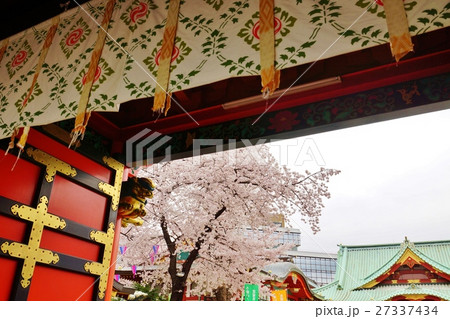 東京桜スポット観光スポット 神田明神随神門越しに境内の桜 横位置の写真素材