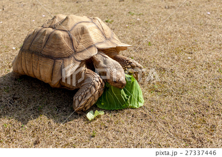 ケヅメ陸亀の写真素材