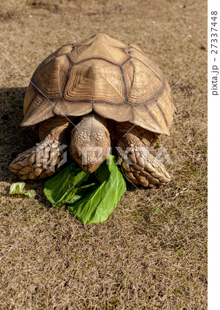 ケヅメ陸亀 ケヅメ陸亀 27337448