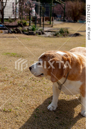 ビーグル犬 27337452