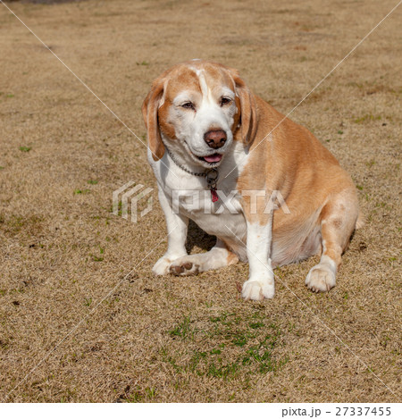 ビーグル犬 27337455