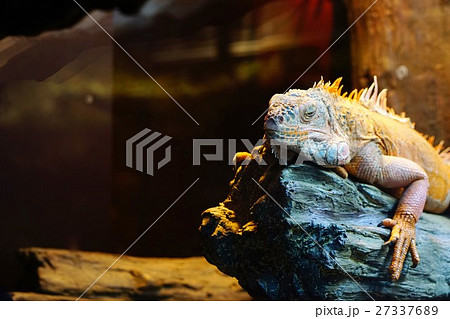 イグアナ イグアナ 27337689