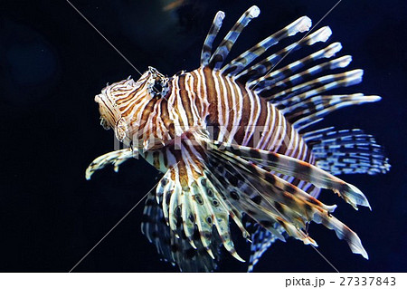 カサゴの写真素材 カサゴの写真素材