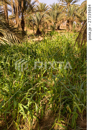 Maize grown in the oasis 27339884