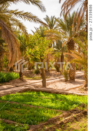 Maize grown in the oasis Maize grown in the oasis 27339886