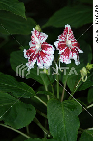 インパティエンス・グランディス 27339936