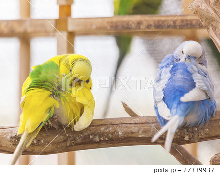 セキセイインコ並んで羽繕い 27339937