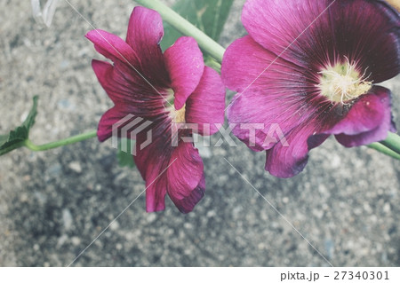Pink hollyhock flower Pink hollyhock flower 27340301