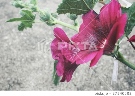 Pink hollyhock flower Pink hollyhock flower 27340302