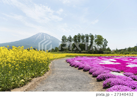 芝ざくらと菜の花（ニセコ） 27340432