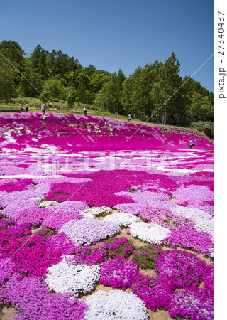 三島さんの芝ざくら(ニセコ) 三島さんの芝ざくら(ニセコ) 27340437