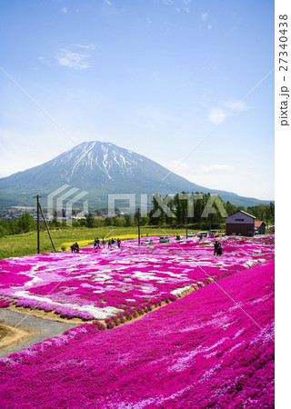 三島さんの芝ざくらと羊蹄山(ニセコ) 三島さんの芝ざくらと羊蹄山(ニセコ) 27340438