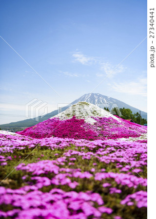 芝桜で作った羊蹄山と本物の羊蹄山 芝桜で作った羊蹄山と本物の羊蹄山 27340441