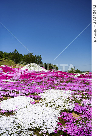 羊蹄山に見立てた芝桜 27340442