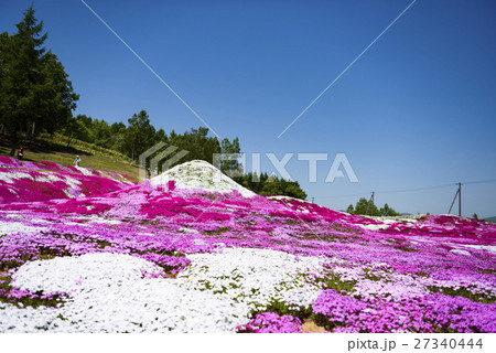 羊蹄山に見立てた芝桜 27340444