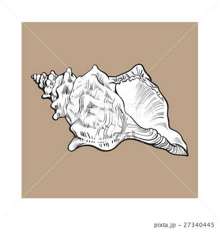 white spiral conch sea shell, isolated sketch 27340445