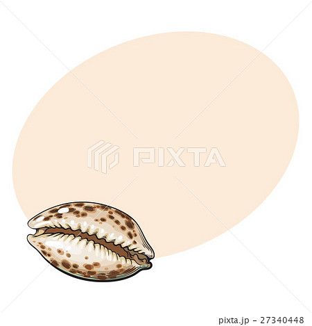 Colorful cowrie or cowry sea shell, sketch style 27340448