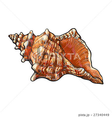 Colorful spiral conch sea shell, isolated sketch 27340449
