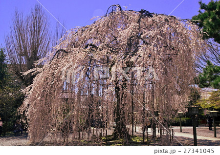 咲き誇る 27341045