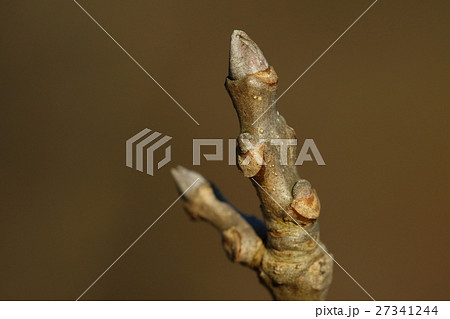 自然　植物　トネリコ、冬芽と葉痕です。樹皮は『秦皮』という生薬になるそうです 27341244