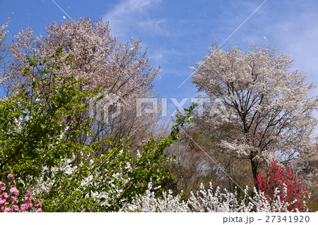 大柿花山の山桜 大柿花山の山桜 27341920