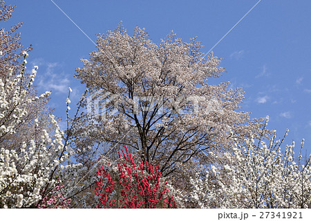大柿花山の山桜とハナモモ 大柿花山の山桜とハナモモ 27341921