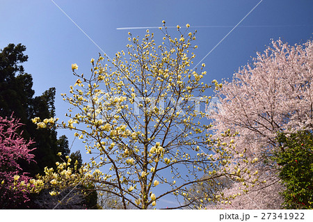 黄モクレンと桜 黄モクレンと桜 27341922