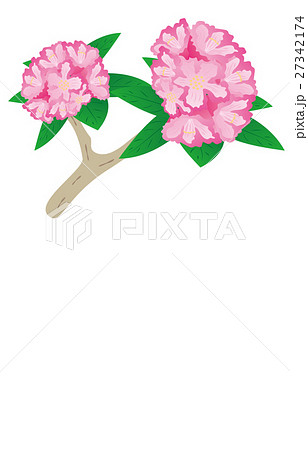 シャクナゲのイラスト素材