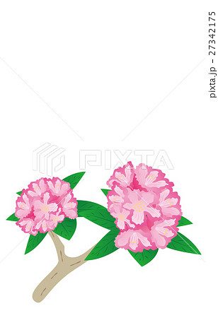 シャクナゲのイラスト素材