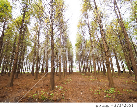 秋 あき 秋の 27342651