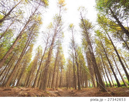 秋 あき 秋の 27342653