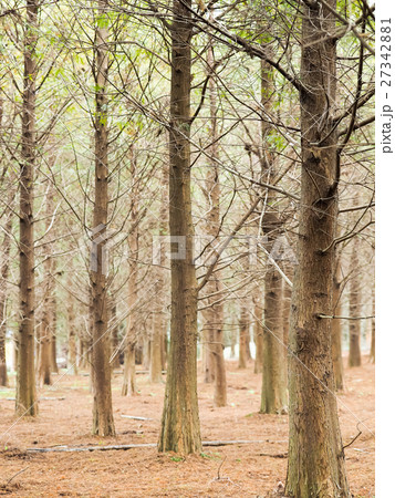 秋 あき 秋の 27342881