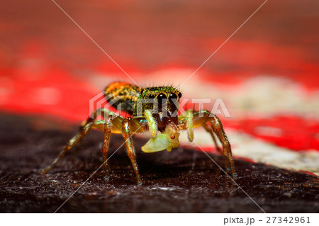 Jumping Spider Jumping Spider 27342961