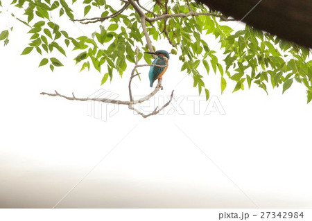 カワセミ (翡翠) その1。 Common kingfisher カワセミ (翡翠) その1。 Common kingfisher 27342984