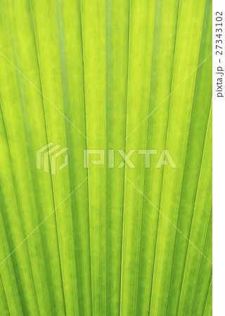Texture of Green palm Leaf background 27343102