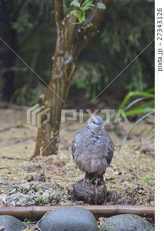 雨宿りする野鳩 27343126