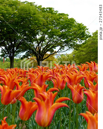 チューリップの季節 27343483