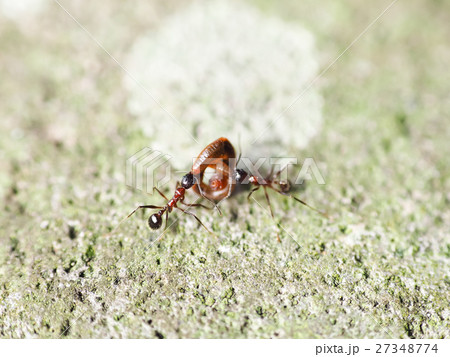 昆虫 虫 蟲 27348774