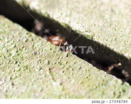 昆虫 虫 蟲 27348784