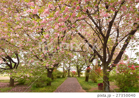 下野市の八重桜 下野市の八重桜 27350040