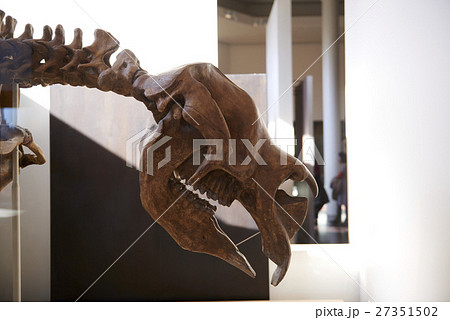 natural history museum 27351502