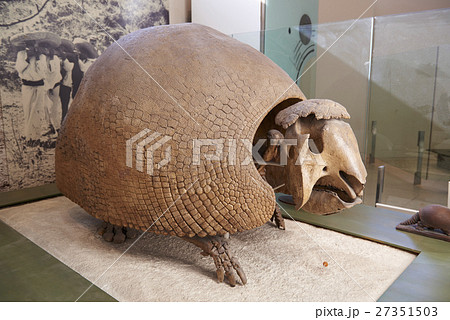 natural history museum 27351503
