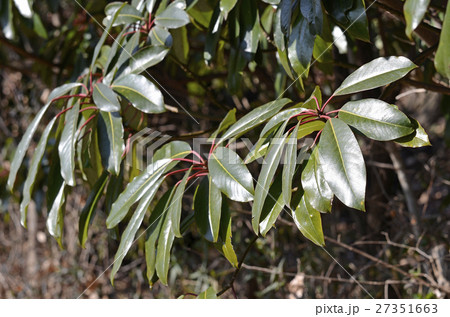 ユズリハ(1月) ユズリハ(1月) 27351663