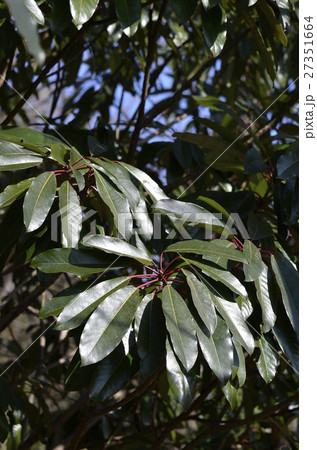 ユズリハ(1月) ユズリハ(1月) 27351664