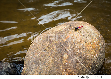 dragonfly on rock 27351982
